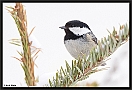 Zwarte Mees, Coal Tit, Periparus ater Location: Ellmau, Austria zwarte mees MG 5450 kopie